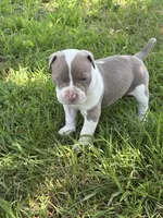 Roxy, a female American Bully and American Pit Bull Terrier for sale in Baltimore, MD – 1 of 7