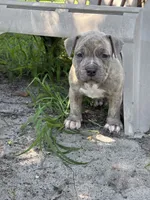 Famous , a male American Bully and American Pit Bull Terrier for sale in Baltimore, MD – 5 of 8