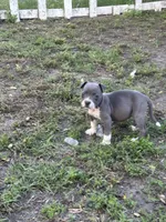 Fe fe , a female American Pit Bull Terrier for sale in Frederick, MD – 5 of 9