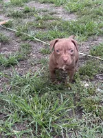 Lotto, a female American Pit Bull Terrier for sale in Glen Burnie, MD – 3 of 7
