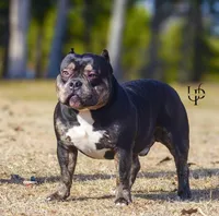 La La, a female American Bully for sale in Silver Spring, MD – 6 of 10