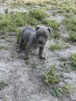 Smoke, a female American Pit Bull Terrier for sale in Philadelphia, PA – 6 of 7