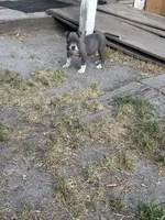Fe fe , a female American Pit Bull Terrier for sale in Silver Spring, MD – 7 of 10