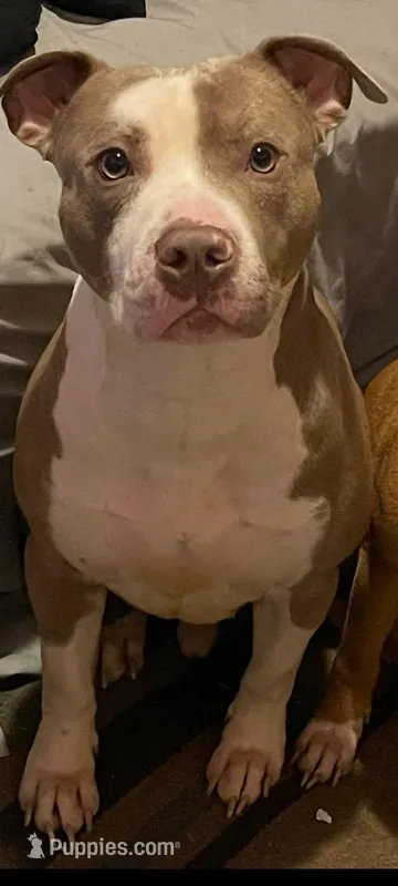 Foxie  – American Pit Bull Terrier puppy for sale in Baltimore, MD