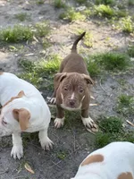 Foxie , a female American Pit Bull Terrier for sale in Baltimore, MD – Photo 3 of 4