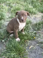 Foxie , a female American Pit Bull Terrier for sale in Baltimore, MD – Photo 4 of 4