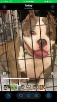 La La, a female American Bully for sale in Silver Spring, MD – 9 of 10
