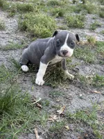 Queen, a female American Pit Bull Terrier for sale in Philadelphia, PA – 2 of 7