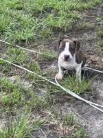 He-man, a male American Pit Bull Terrier for sale in Annapolis, MD – 4 of 6