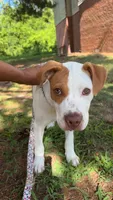 Rusty, a male American Pit Bull Terrier for sale in Philadelphia, PA – 2 of 9