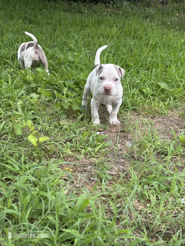 Billy – American Pit Bull Terrier puppy for sale in Wilmington, DE
