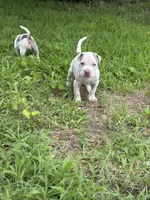 Billy, a male American Pit Bull Terrier for sale in Wilmington, DE – 1 of 9