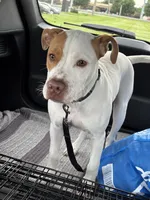 Rusty, a male American Pit Bull Terrier for sale in Philadelphia, PA – 6 of 9