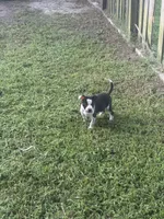 Batman, a male American Pit Bull Terrier for sale in Alloway, NJ – 2 of 8