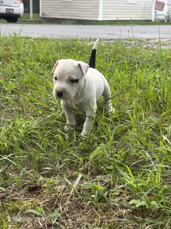 Pepper – American Bully, American Pit Bull Terrier puppy for sale in Wilmington, DE