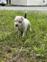 Pepper, a female American Bully and American Pit Bull Terrier for sale in Wilmington, DE – 1 of 9