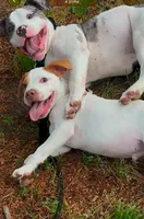 Rusty, a male American Pit Bull Terrier for sale in Philadelphia, PA – 4 of 9