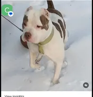 Lovir, a female American Pit Bull Terrier for sale in Philadelphia, PA – Photo 2 of 4