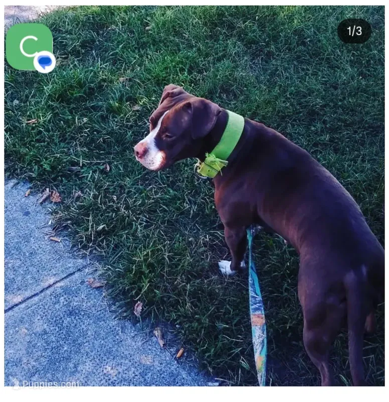 Lovir – American Pit Bull Terrier puppy for sale in Baltimore, MD