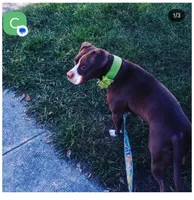 Lovir, a female American Pit Bull Terrier for sale in Philadelphia, PA – Photo 1 of 4