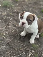 Lovir, a female American Pit Bull Terrier for sale in Philadelphia, PA – Photo 3 of 4