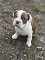 Lovir, a female American Pit Bull Terrier for sale in Philadelphia, PA – Photo 4 of 4