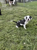 Cat woman , a female American Pit Bull Terrier for sale in Atlantic City, NJ – 2 of 7
