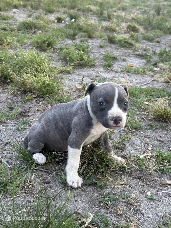Queen – American Pit Bull Terrier puppy for sale in Philadelphia, PA