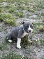 Queen, a female American Pit Bull Terrier for sale in Philadelphia, PA – 1 of 7
