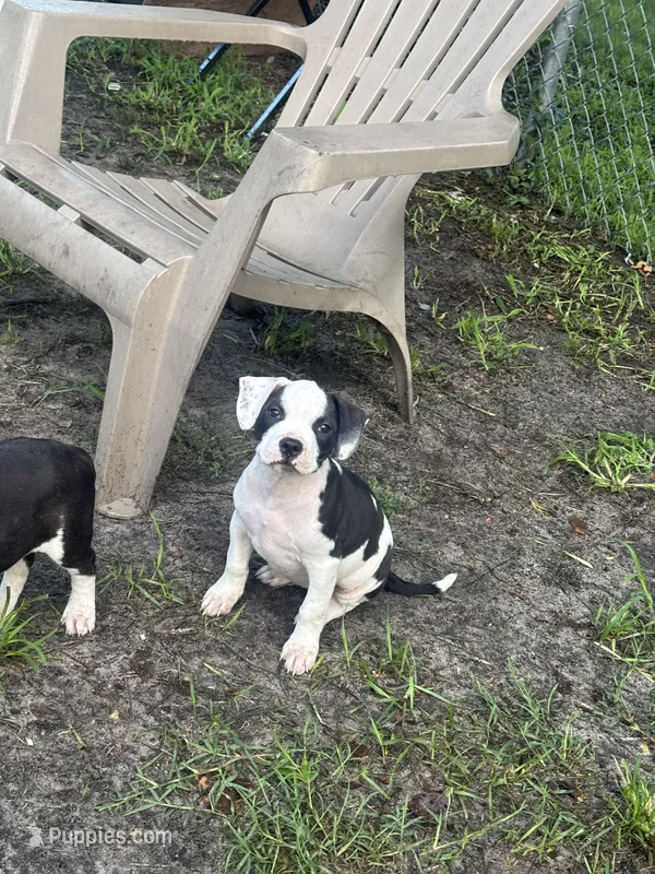 Cat woman  – American Pit Bull Terrier puppy for sale in Philadelphia, PA