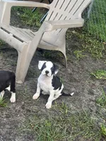 Cat woman , a female American Pit Bull Terrier for sale in Philadelphia, PA – 1 of 9