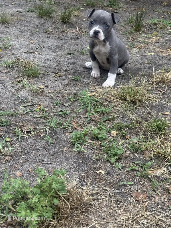 Fe fe  – American Pit Bull Terrier puppy for sale in College Park, MD