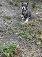 Fe fe , a female American Pit Bull Terrier for sale in College Park, MD – 1 of 8