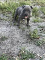 Smoke, a female American Pit Bull Terrier for sale in Philadelphia, PA – 4 of 7