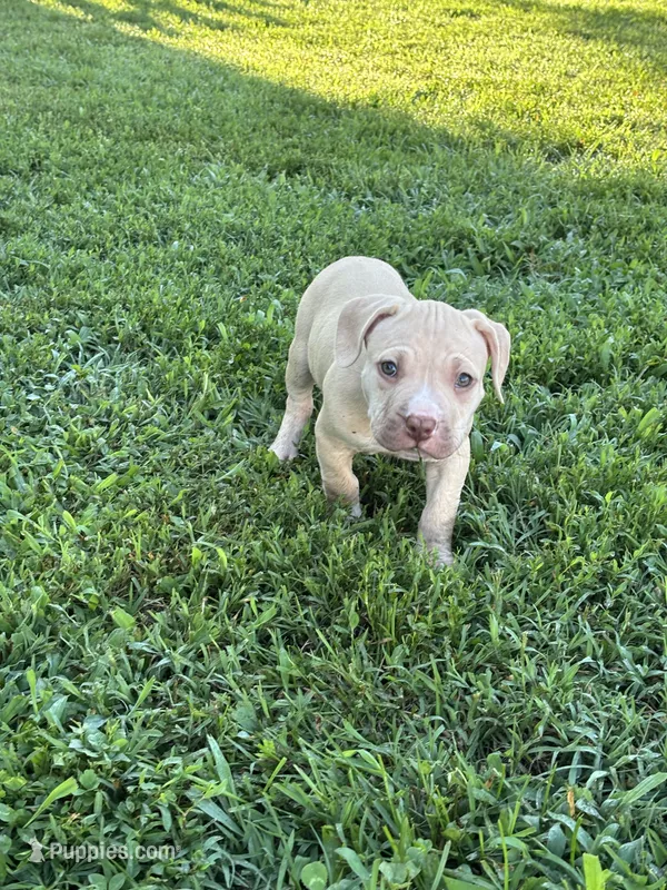 Deboo – American Pit Bull Terrier puppy for sale in Baltimore, MD