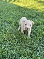 Deboo, a male American Pit Bull Terrier for sale in Baltimore, MD – 1 of 6