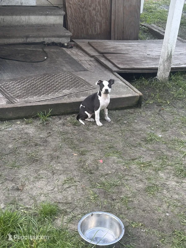 Zena  – American Pit Bull Terrier puppy for sale in Alloway, NJ
