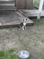 Zena , a female American Pit Bull Terrier for sale in Alloway, NJ – 1 of 5