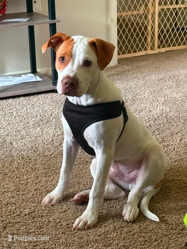 Rusty – American Pit Bull Terrier puppy for sale in Baltimore, MD