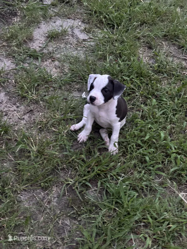 Cat woman  – American Pit Bull Terrier puppy for sale in Glen Burnie, MD