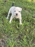 Pepper, a female American Bully and American Pit Bull Terrier for sale in Wilmington, DE – 3 of 9