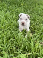 Billy, a male American Pit Bull Terrier for sale in Wilmington, DE – 2 of 9