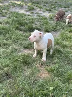 Koolkid , a male American Pit Bull Terrier for sale in Baltimore, MD – Photo 3 of 4