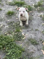Koolkid , a male American Pit Bull Terrier for sale in Baltimore, MD – Photo 4 of 4