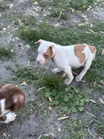 Lil lady , a female American Pit Bull Terrier for sale in Baltimore, MD – Photo 3 of 4