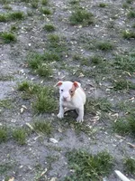 Lil lady , a female American Pit Bull Terrier for sale in Baltimore, MD – Photo 4 of 4