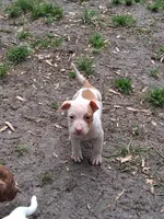 Lil lady , a female American Pit Bull Terrier for sale in Tuckerton, NJ – Photo 5 of 5