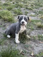 Queen, a female American Pit Bull Terrier for sale in Philadelphia, PA – 4 of 7