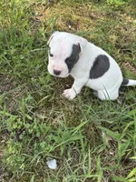 Polo, a male American Bully and American Pit Bull Terrier for sale in Baltimore, MD – 5 of 7