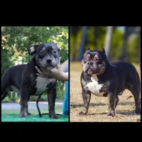 Famous , a male American Bully and American Pit Bull Terrier for sale in Baltimore, MD – 7 of 8